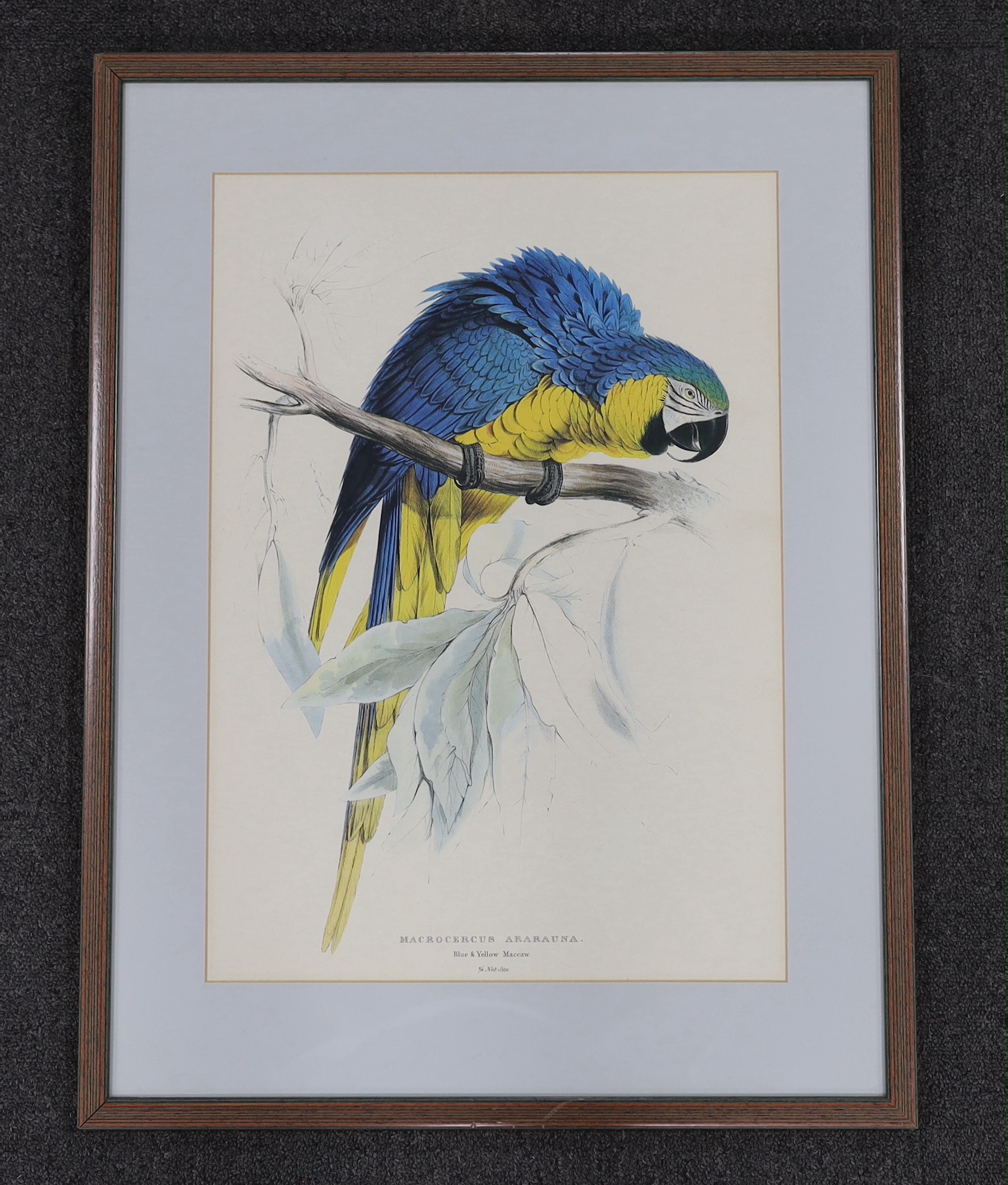 After Edward Lear (1812-1888) colour lithograph, blue and yellow macaw, 52 x 36cm